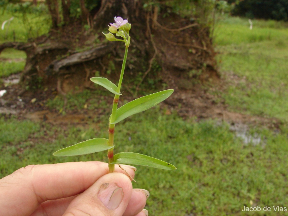 Murdannia nudiflora (L.) Brenan